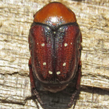 Clinteroides permutans